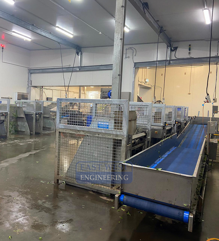 BKN125 Floor Mount Box Tipper in use at leaf food processing and packing facility